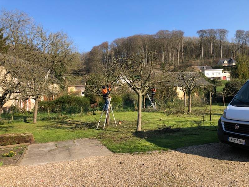 Paysagiste pour la taille d'arbres fruitiers avec crédit d'impôt proche Fécamp 76