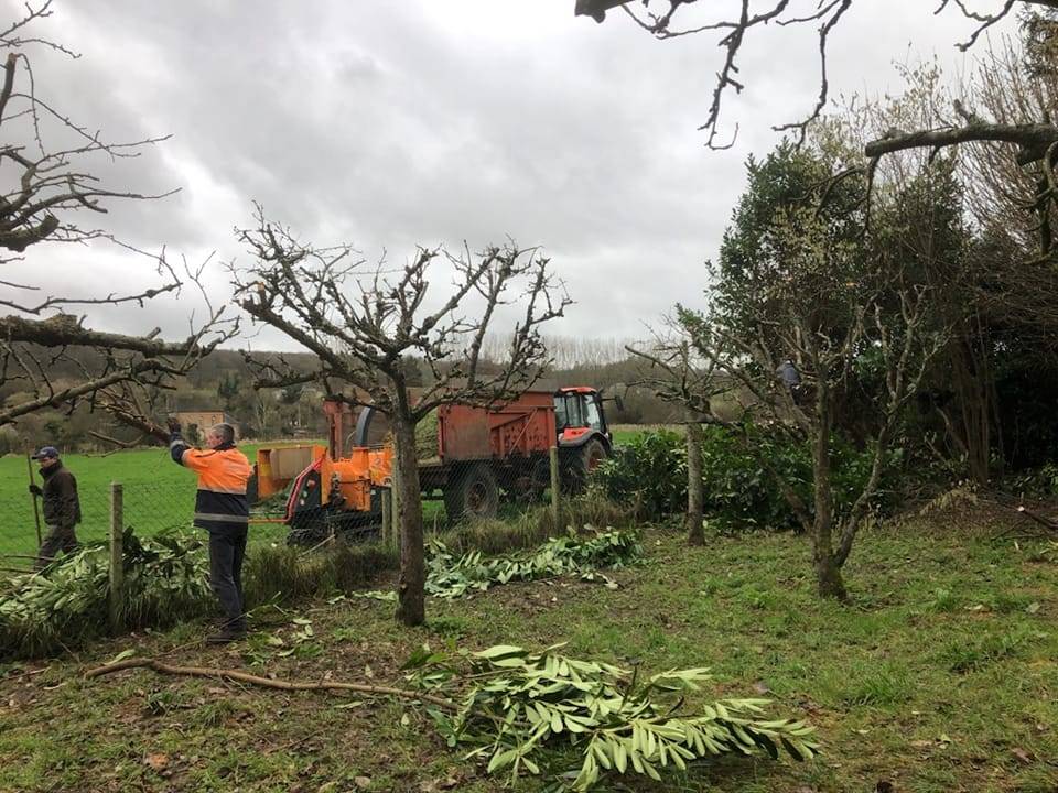 Taille d’arbres fruitiers avec crédit d’impôts secteur CANY BARVILLE 76  Avec possibilité de broyage (sans crédit d’impôt